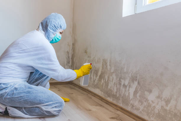 Licensed Mold Remediation service in Port Washington, NY - WQB Mold Removal